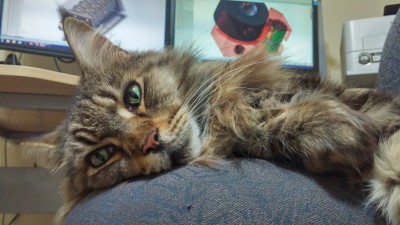 2015-08-29 04.43.05.jpg (3.66 MiB) Viewed 22078 times Engineer Kitty is all ready to get your design in CAD and oversee all milling jobs of your project.